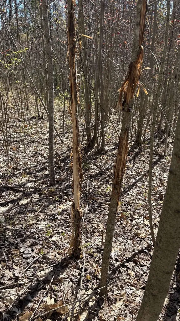 Vl 40 Acres Coates Highway Brown Township MI 49619