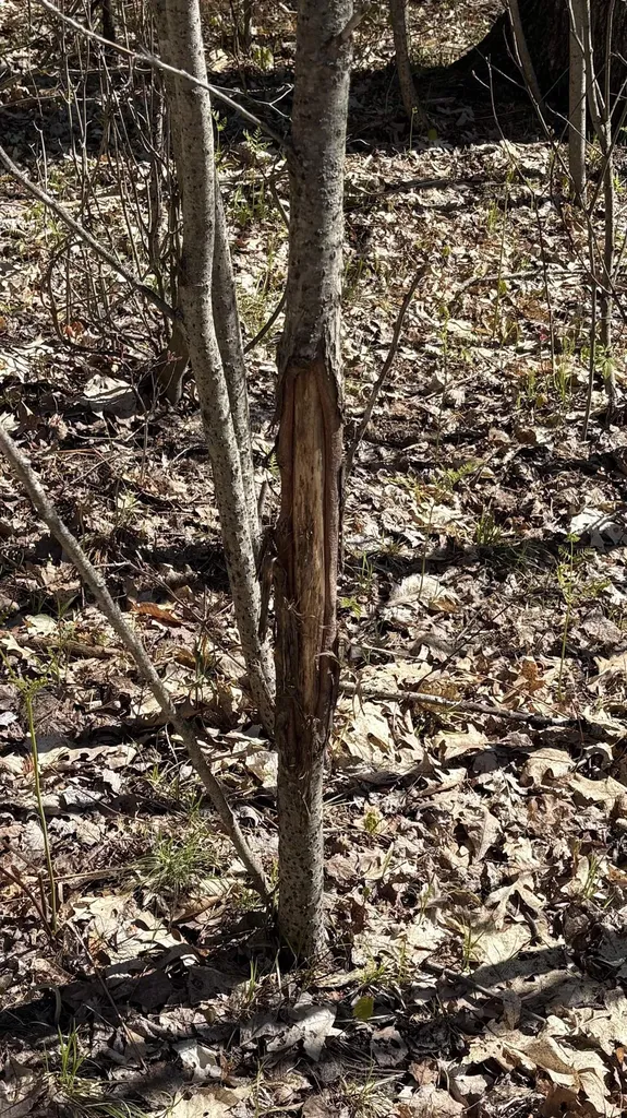 Vl 40 Acres Coates Highway Brown Township MI 49619