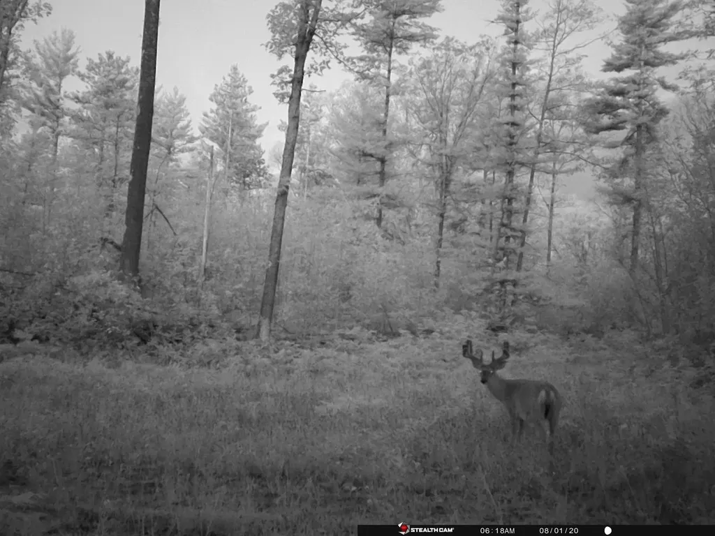 Vl 40 Acres Coates Highway Brown Township MI 49619