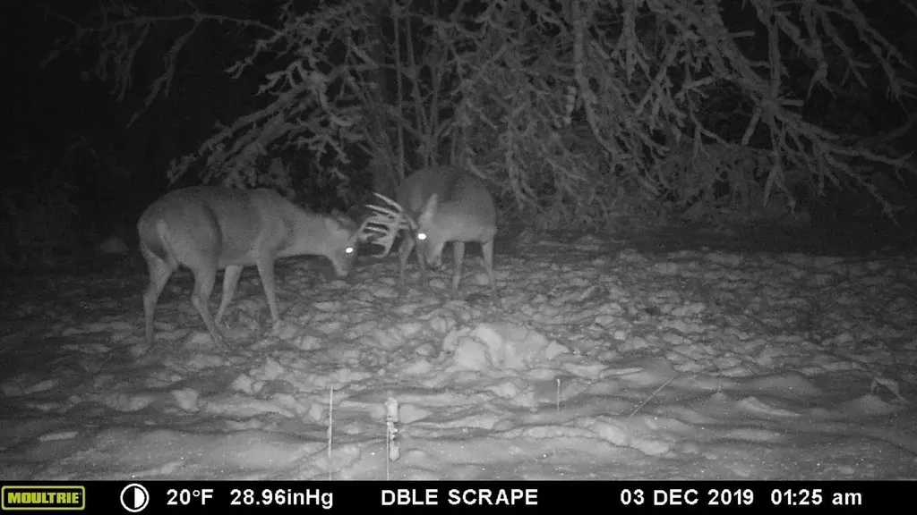 Vl 40 Acres Coates Highway Brown Township MI 49619