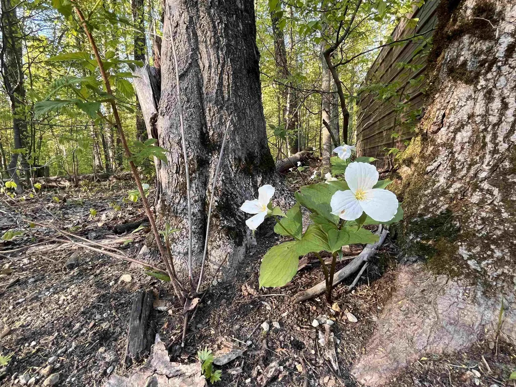 Vl (10 Acres) W Elder Custer Township MI 49659