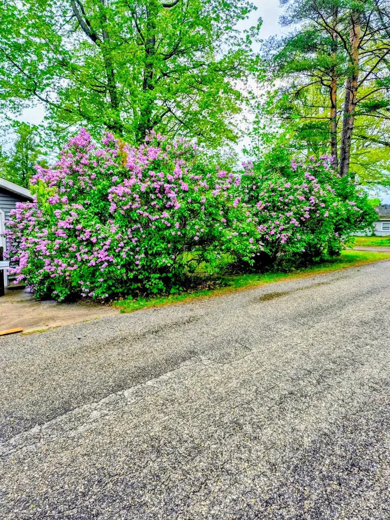 1849 S Goldenrod Lake Township MI 49651