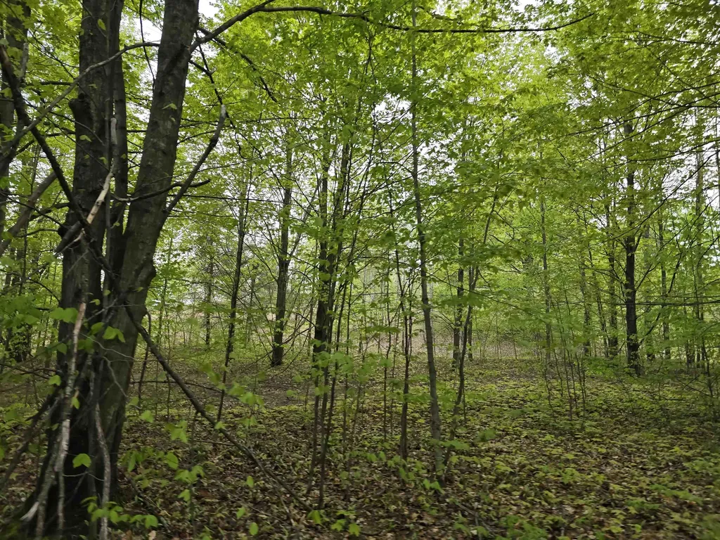3300 Old M-37 Springville Township MI 49668