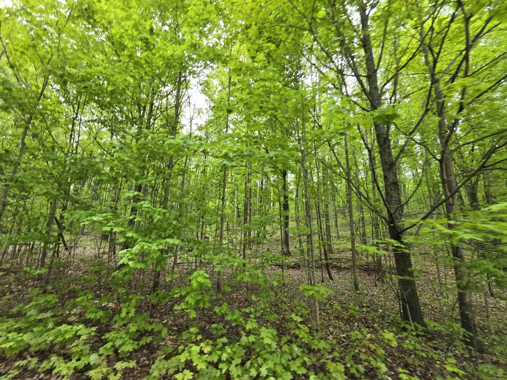 3300 Old M-37 Springville Township MI 49668