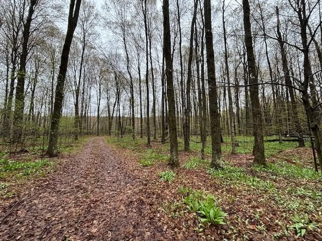 5565 Somich Trail Chestonia Township MI 49659