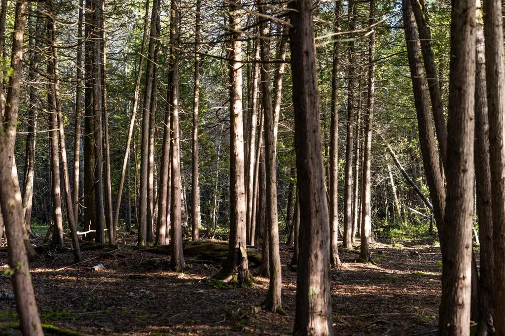 00 N Onominese Trail Leelanau Township MI 49870