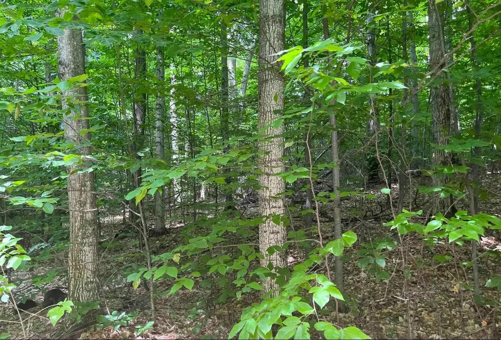 0015 S Mistys Trail Empire Township MI 49630