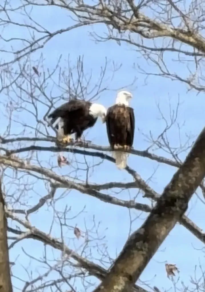 4247 SW Bald Eagles View Boardman Township MI 49680