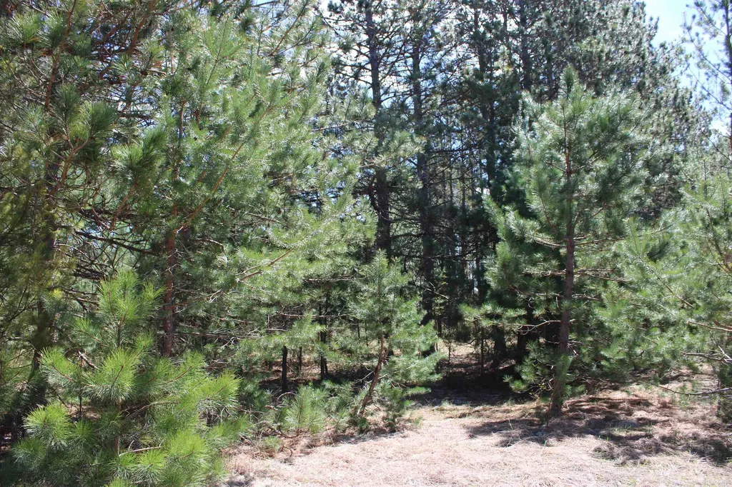 Valley Road Clearwater Township MI 49676