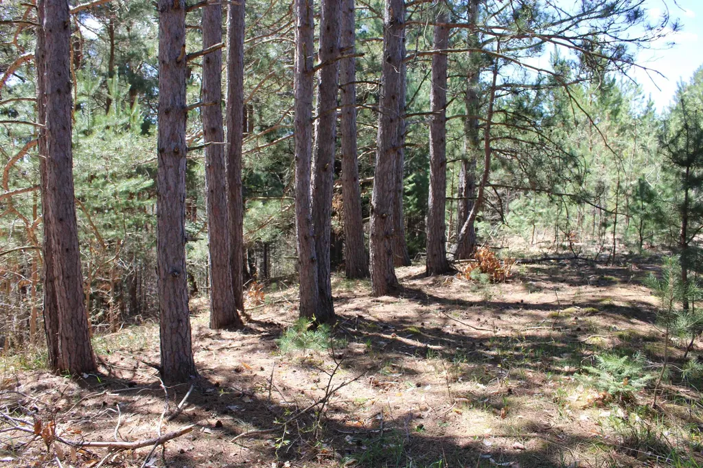 Valley Road Clearwater Township MI 49676