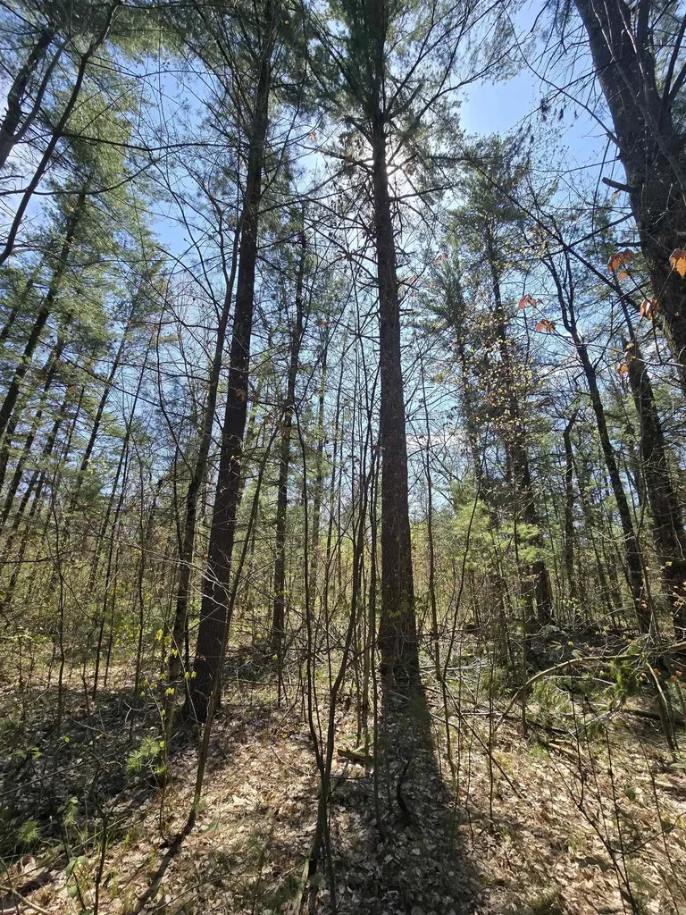 Tbd S Locust Avenue Big Prairie Township MI 49349