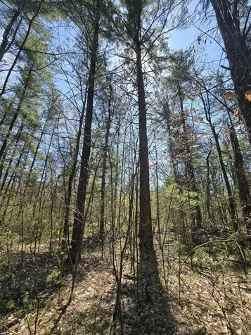 TBD S Locust Avenue Big Prairie Township MI 49349