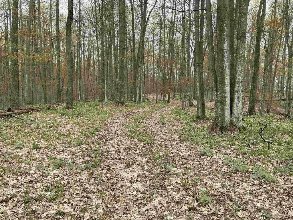 20 Acres Zimmerman Road Clearwater Township MI 49676