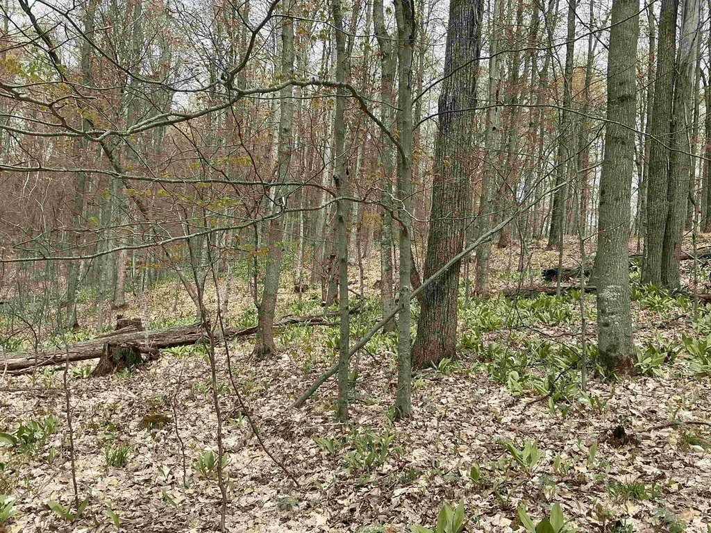 20 Acres Zimmerman Road Clearwater Township MI 49676