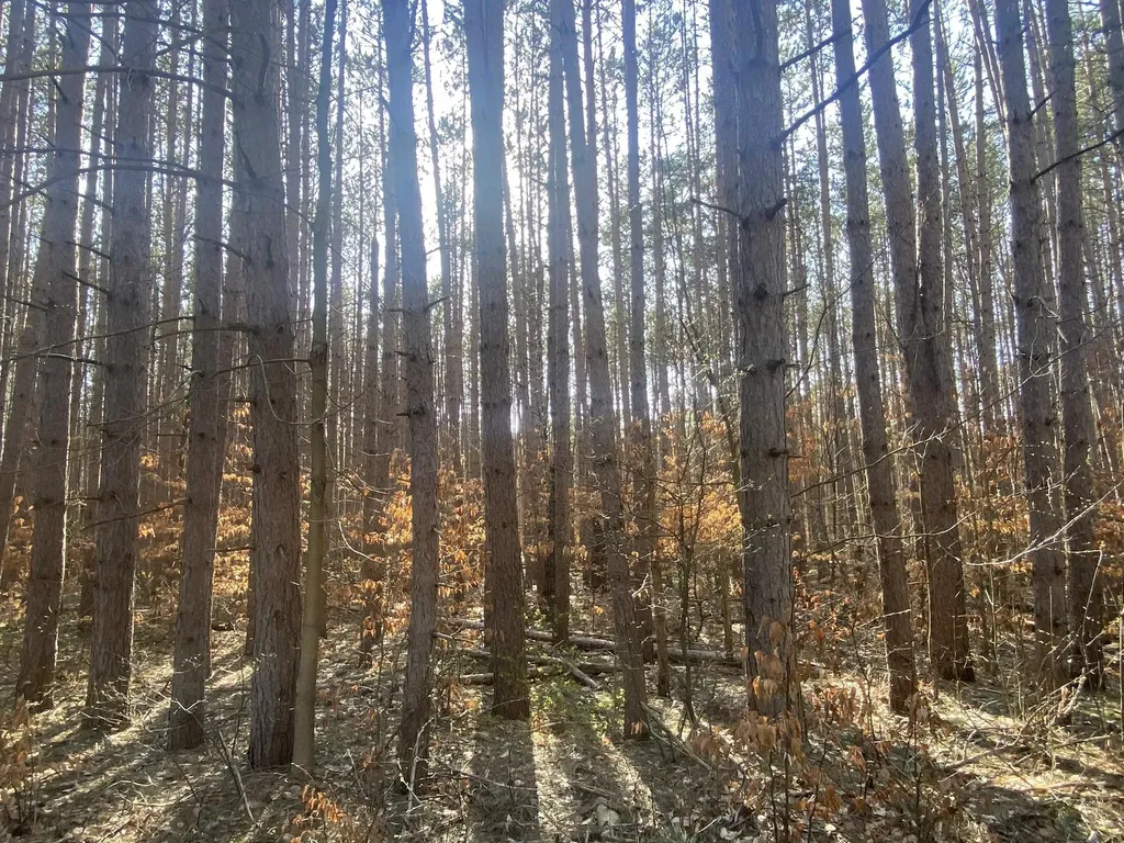 Deer Run Drive Slagle Township MI 49601