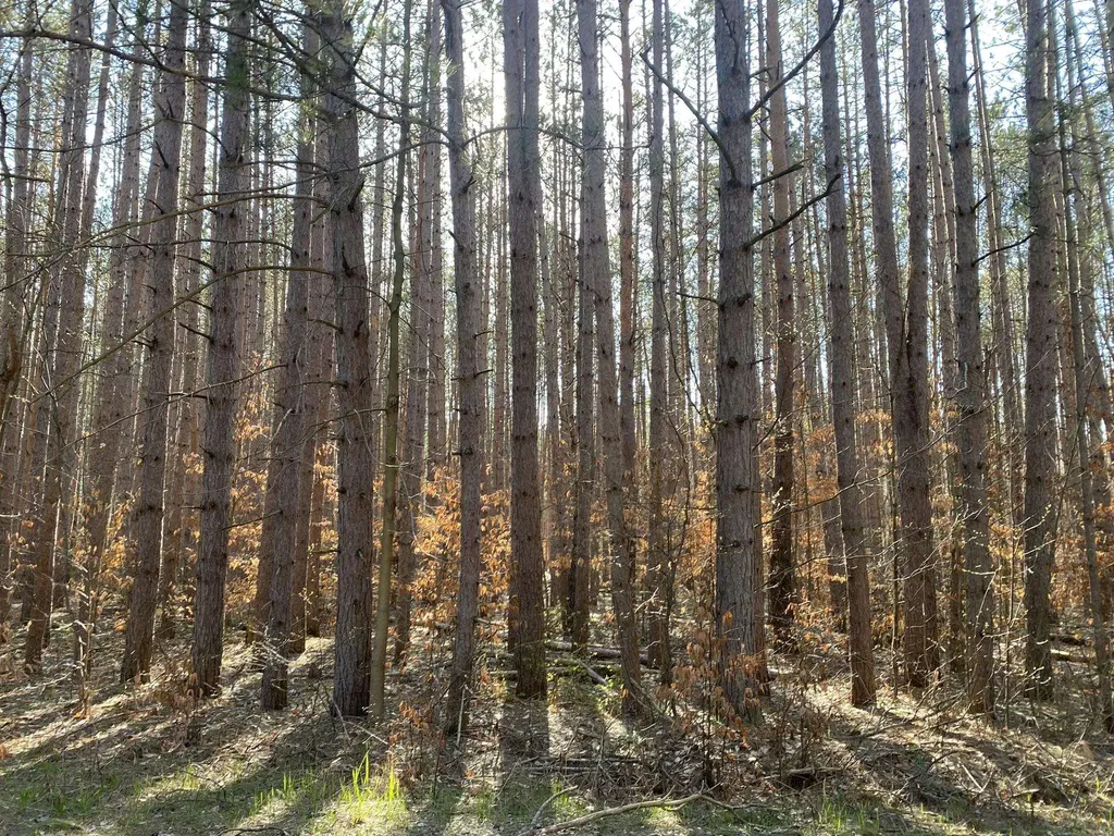 Deer Run Drive Slagle Township MI 49601
