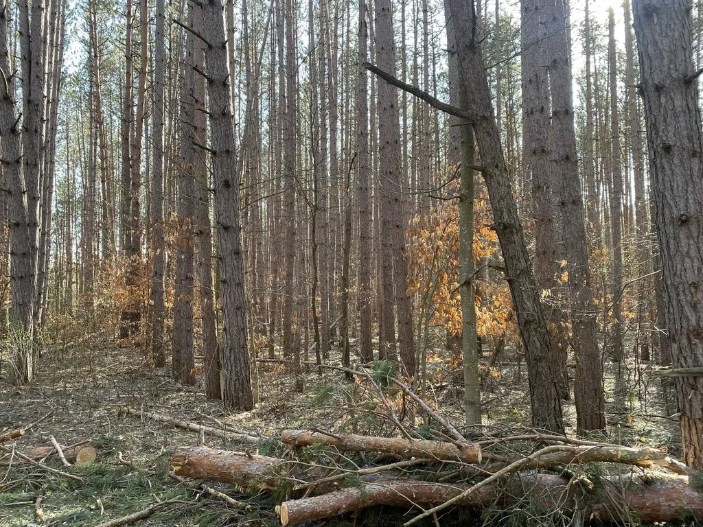 Deer Run Drive Slagle Township MI 49601