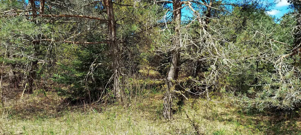Tbd Johnson Road Custer Township MI 49659