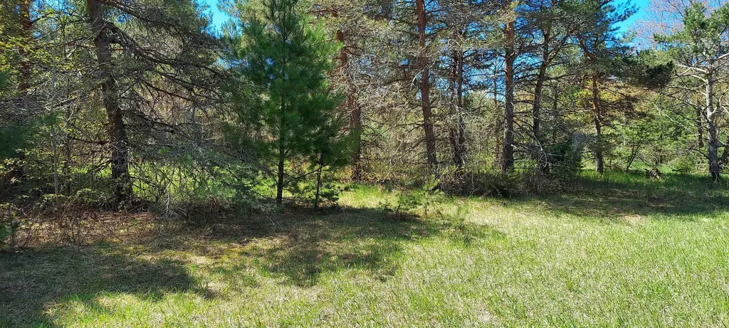 Tbd Johnson Road Custer Township MI 49659