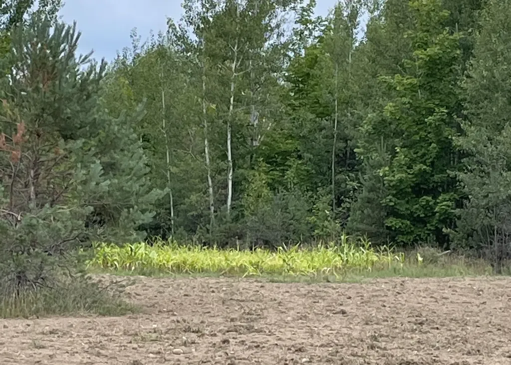 00 V/l Peterson Road Custer Township MI 49659