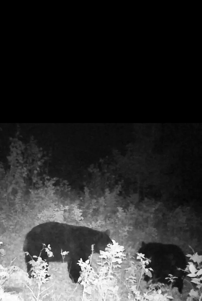 00 E 20 Road Colfax Township MI 49663