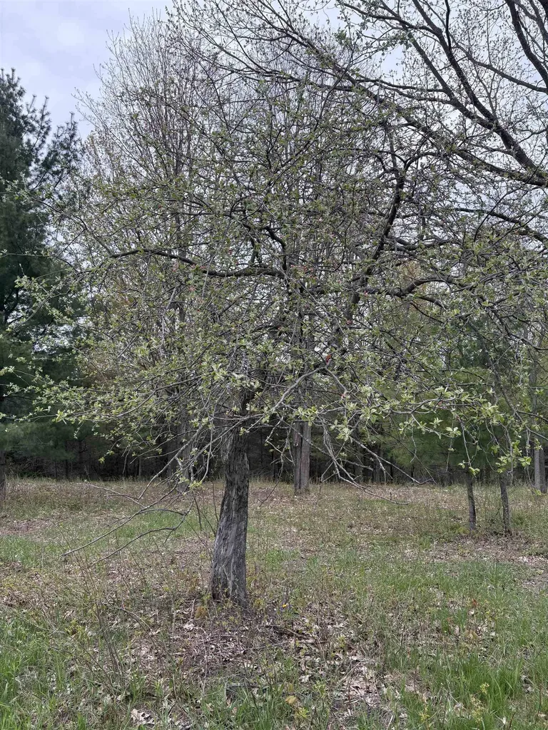 0 Shanty Creek Road Custer Township MI 49615
