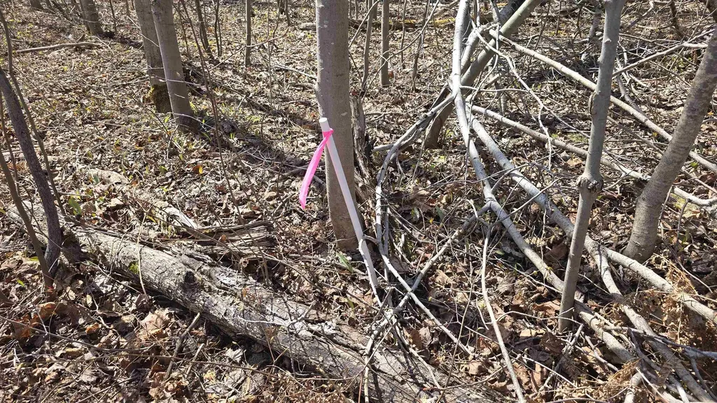 Vl Lot 455 Pineview Drive Mancelona Township MI 49659