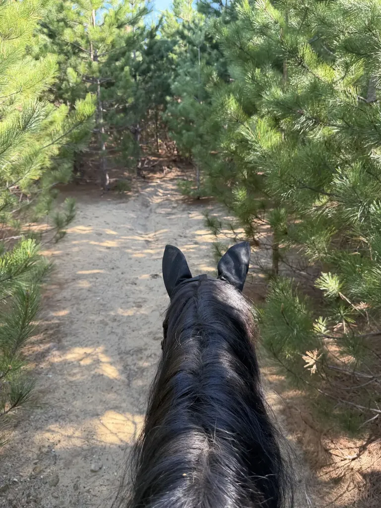 ACREAGE-40 Cedar Creek Road Union Township MI 49633