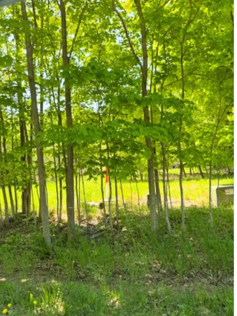 Vl Loomis Road Eveline Township MI 49727