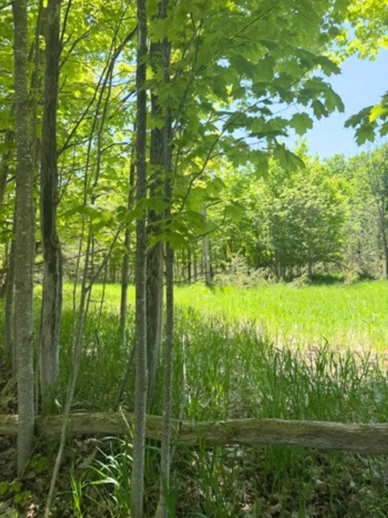 Vl Loomis Road Eveline Township MI 49727