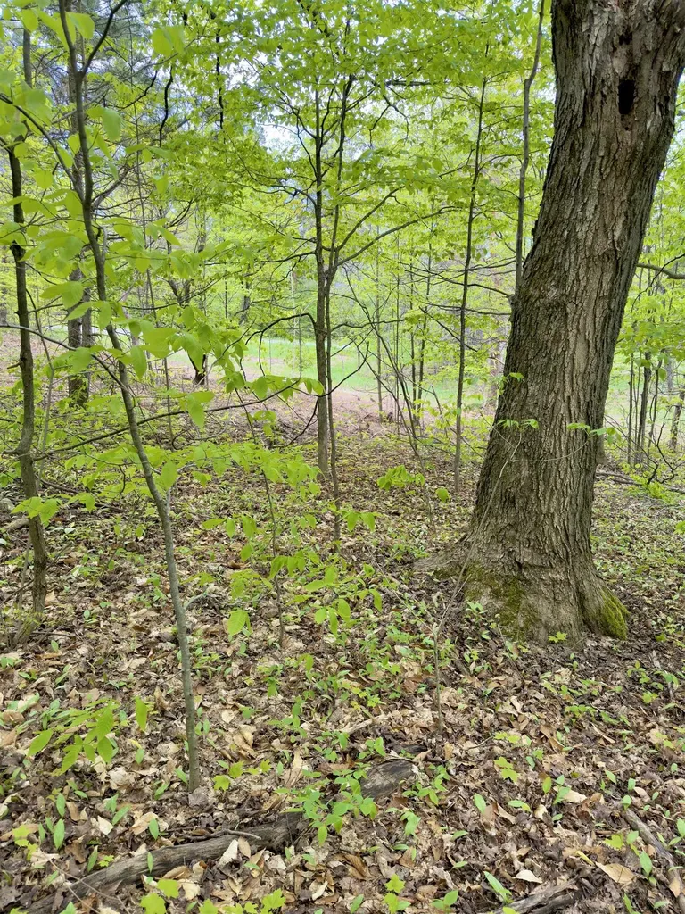3779 Scholl Road Mancelona Township MI 49659