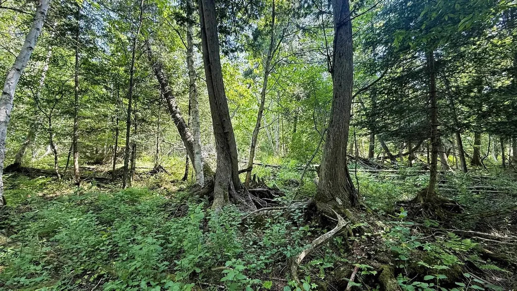 Tbd Old State Road Jordan Township MI 49727