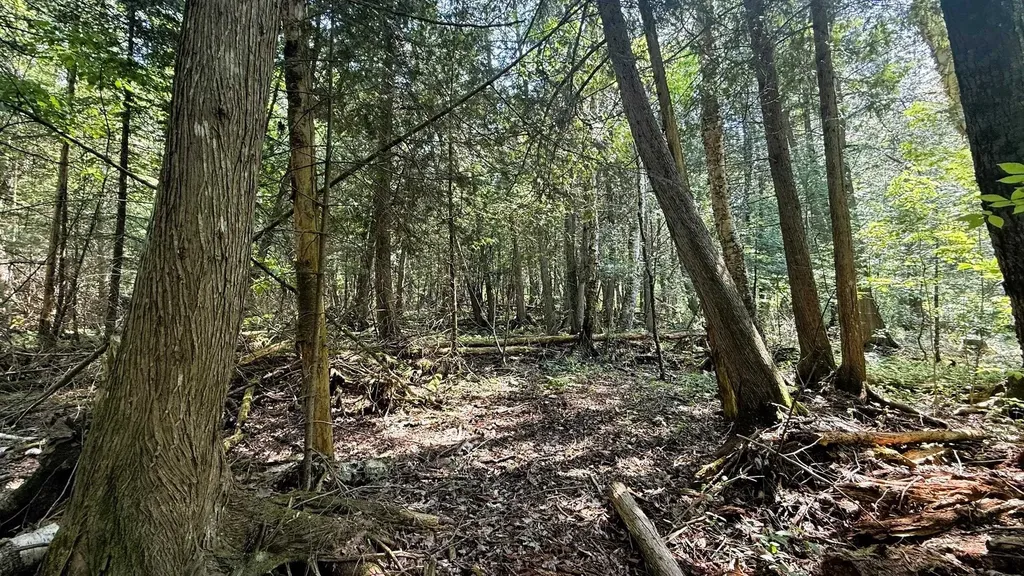 Tbd Old State Road Jordan Township MI 49727