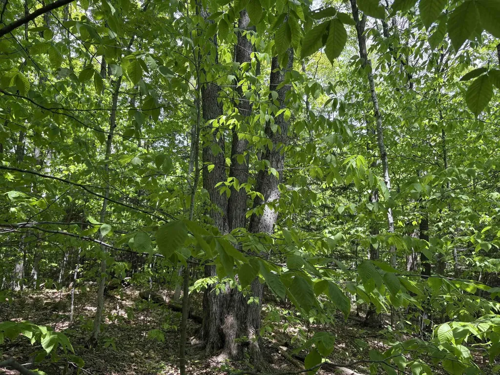 13631 S Beaver Pond Road Empire Township MI 49630
