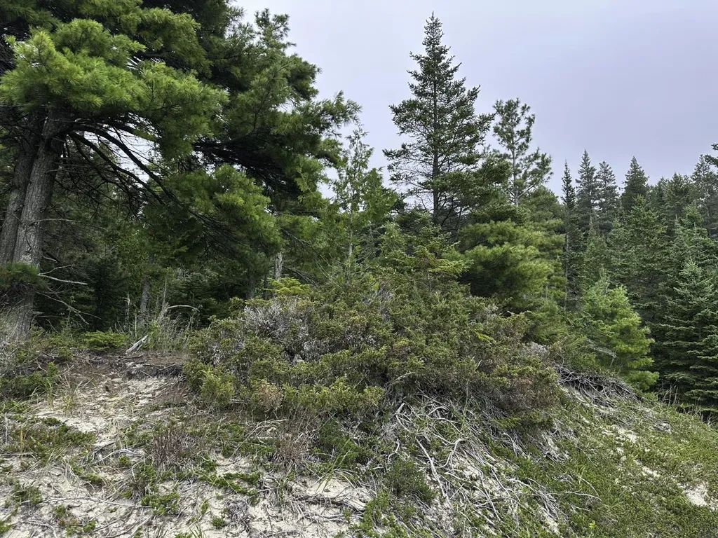 Tbd Mrs Reddings Trail Peaine Township MI 49782