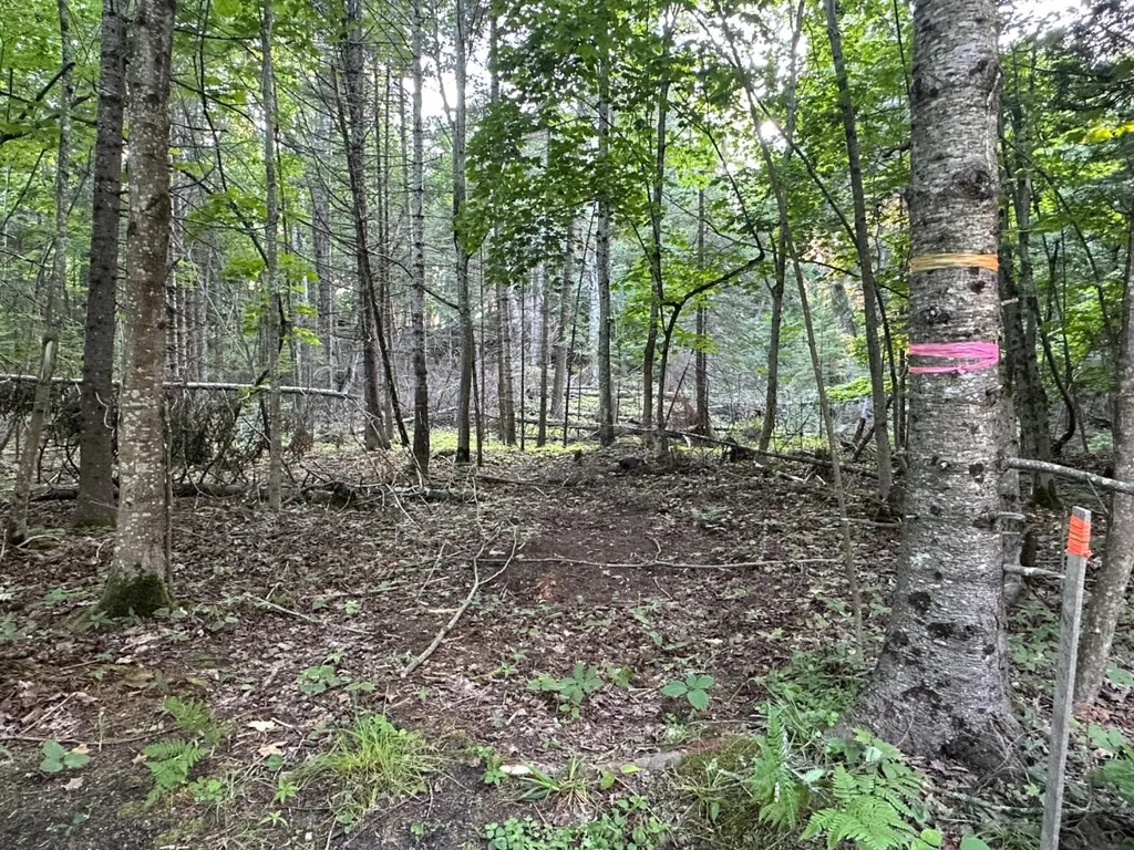 Tbd Mrs Reddings Trail Peaine Township MI 49782
