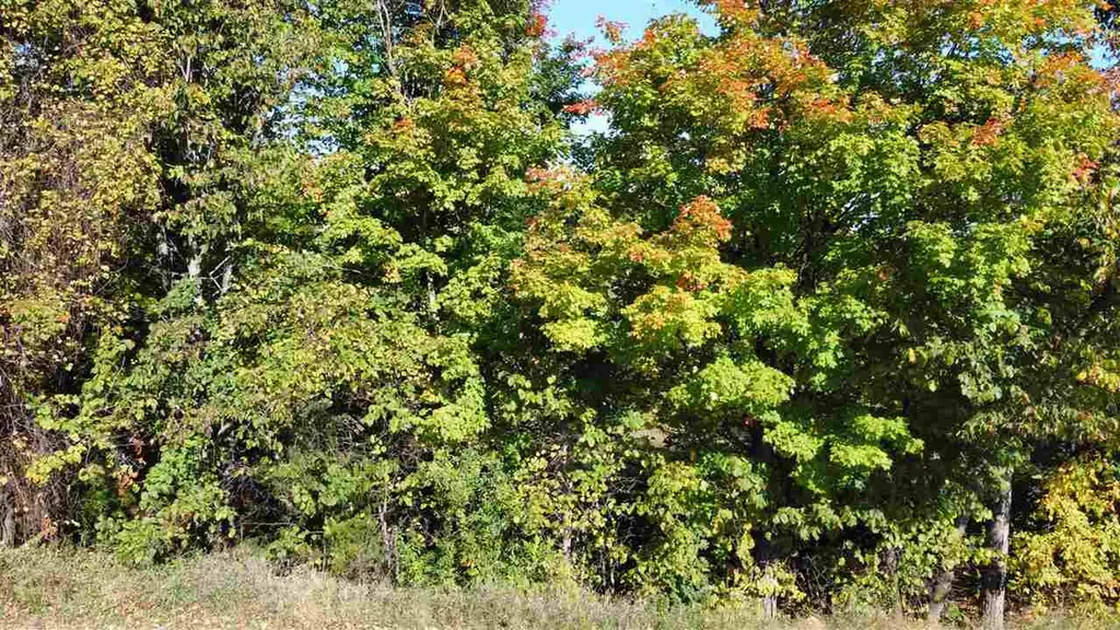 0 Palaestrum Road Whitewater Township MI 49690