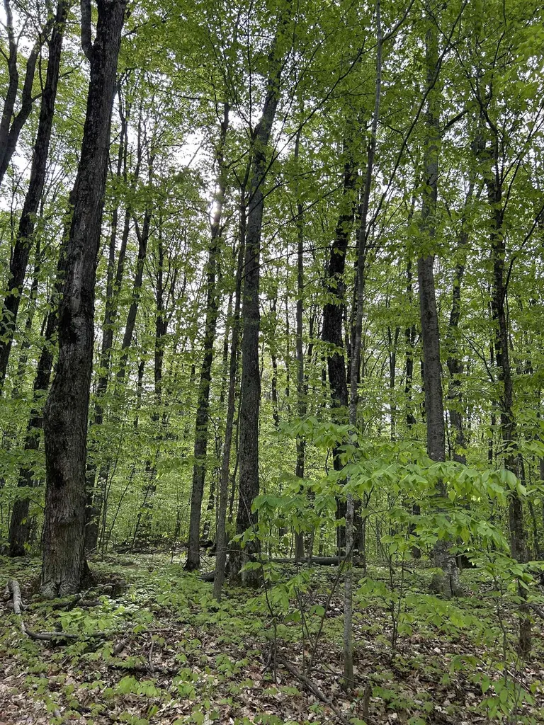 Lot 276 Valleywood Drive Kearney Township MI 49615