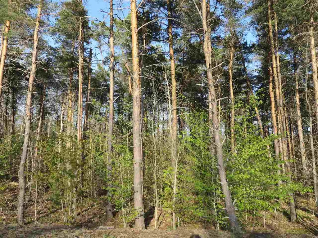 10.5 Spruce Hollow Trace Fife Lake Township MI 49633