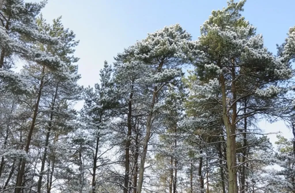 10.5 Spruce Hollow Trace Fife Lake Township MI 49633
