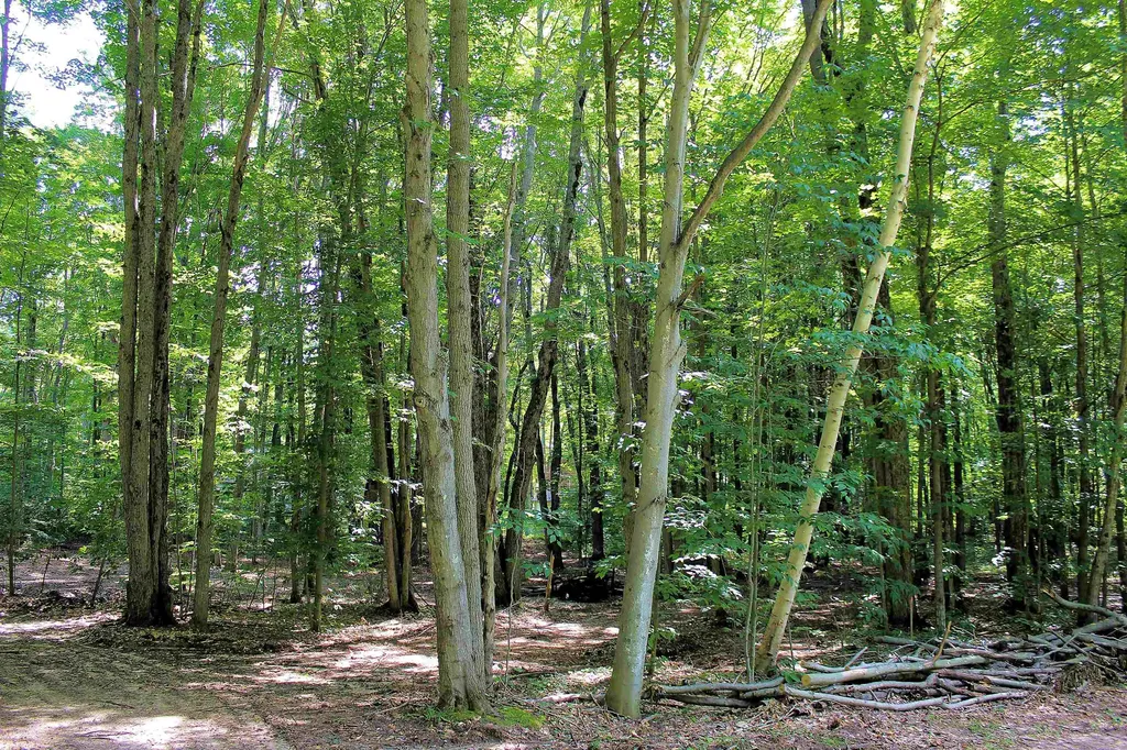 00 NE Chwastek Road Coldsprings Township MI 49646