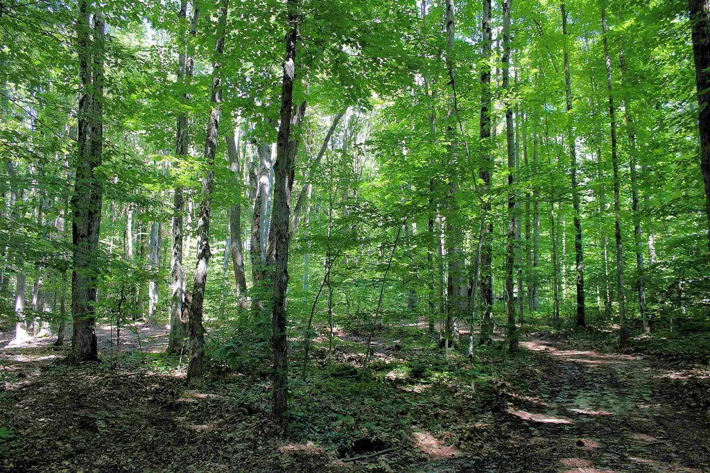 00 NE Chwastek Road Coldsprings Township MI 49646