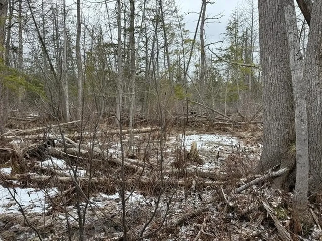 000 Pioneer Road Homestead Township MI 49640