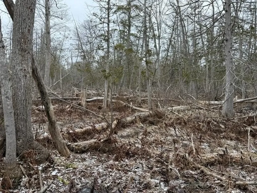 000 Pioneer Road Homestead Township MI 49640