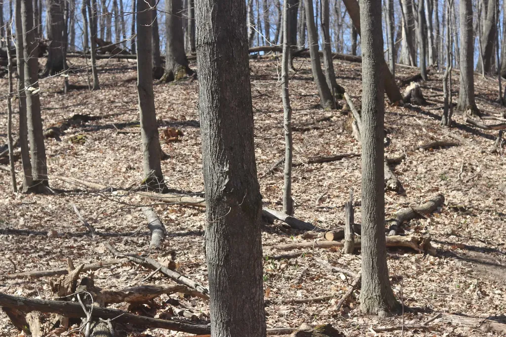 Lot 19 Crystal View Lake Township MI 49617