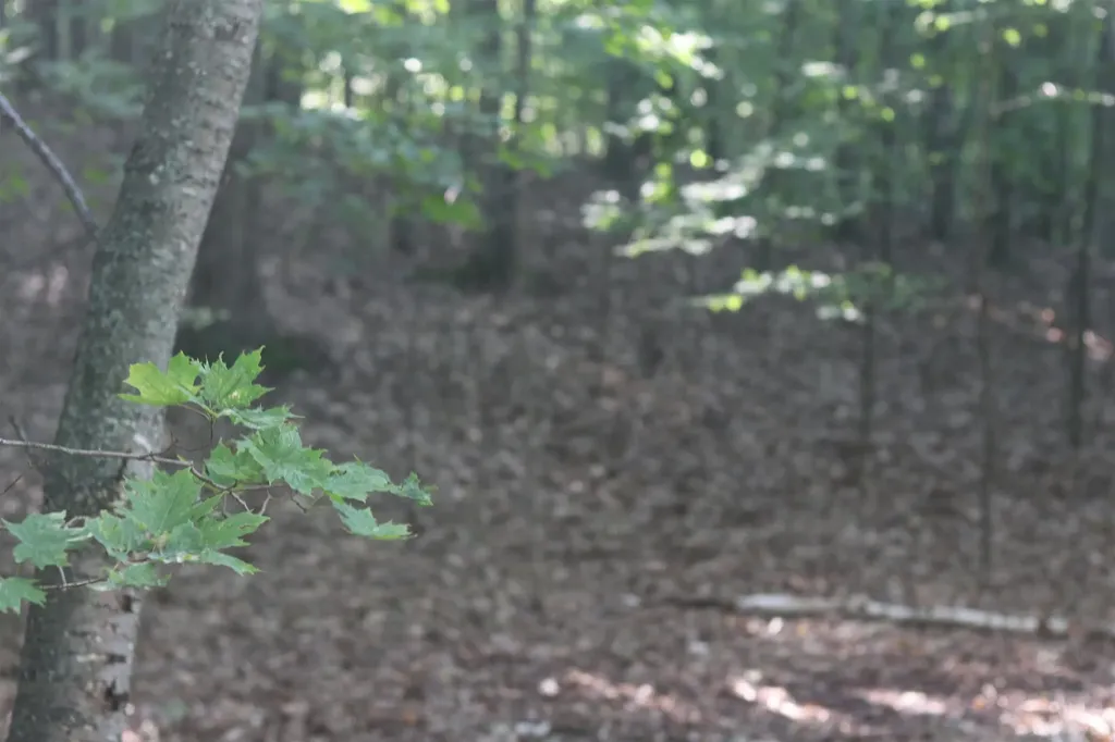 Lot 21 Crystal View Lake Township MI 49617