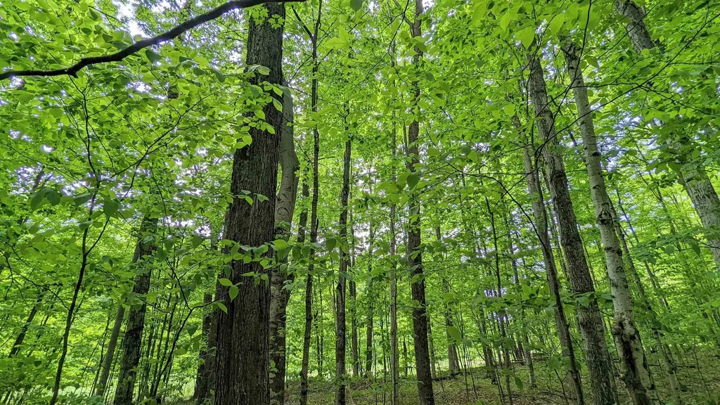Lot 320, 321 Swiss Village Kearney Township MI 49615