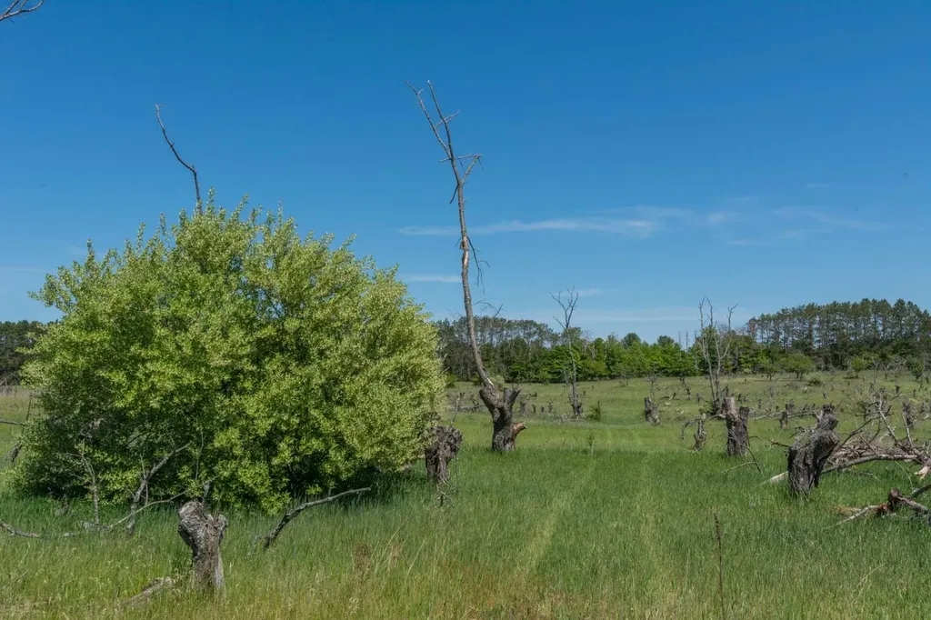 0000 W Ryant Road Cleveland Township MI 49664