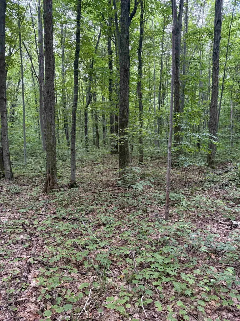 Parcel B Mancelona Road Mancelona Township MI 49659