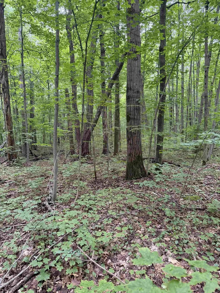 Parcel B Mancelona Road Mancelona Township MI 49659